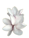 magnolias